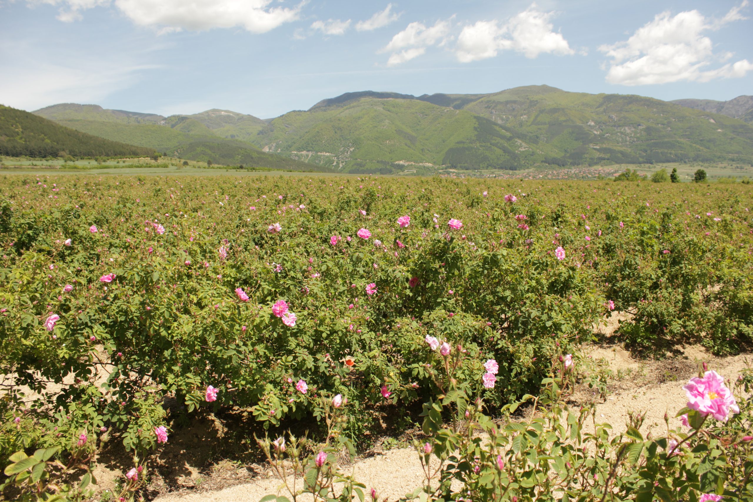 Kazanlak & the Rose Valley Kazanlak & the Rose Valley