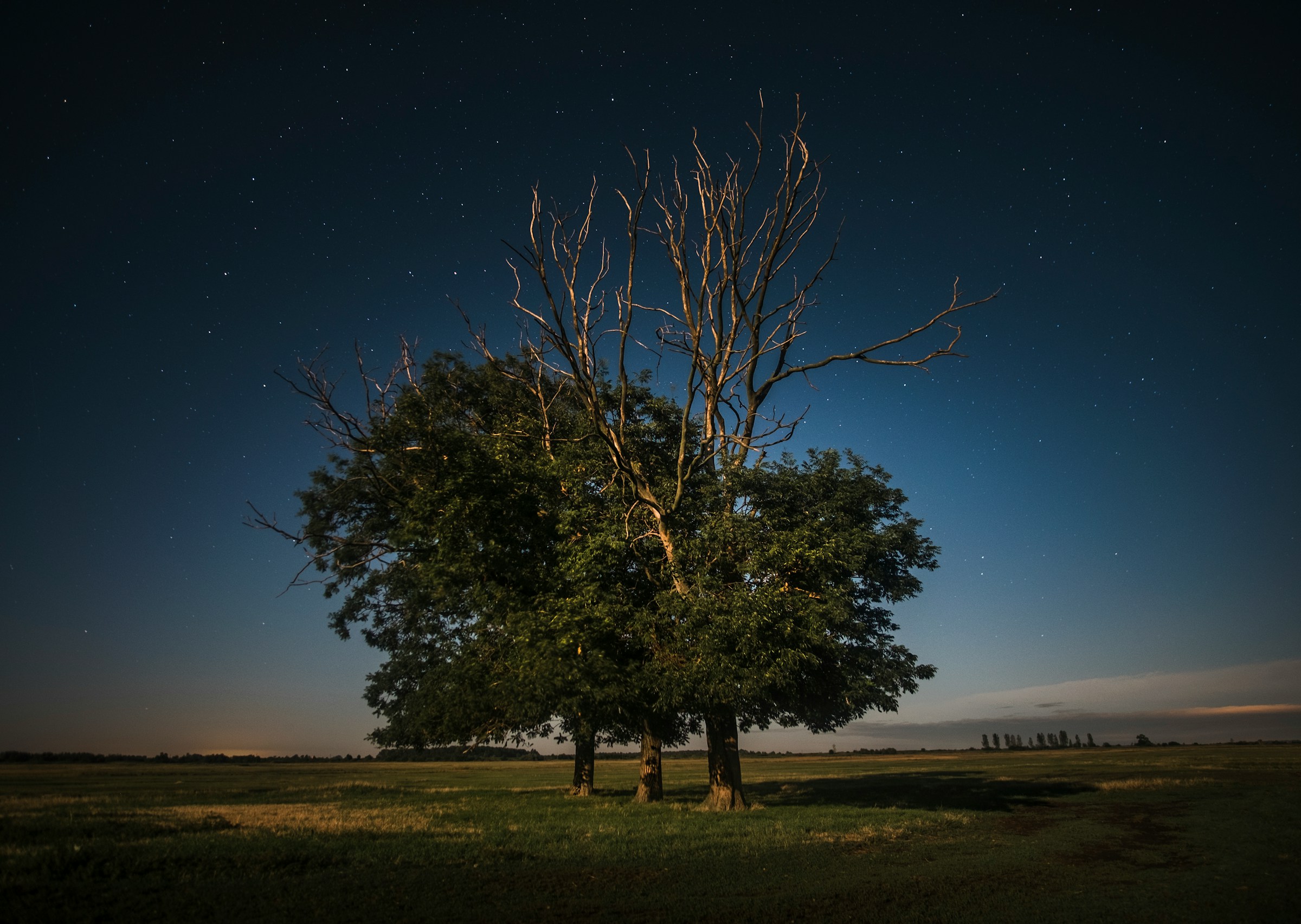 Hortobágy tree at night in Hortobágy