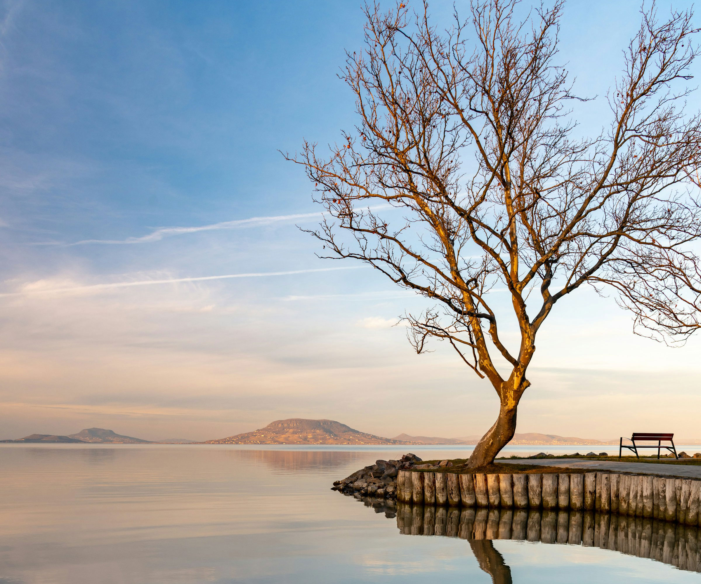 Lake Balaton & Tihany tree at the edge of Lake Balaton & Tihany
