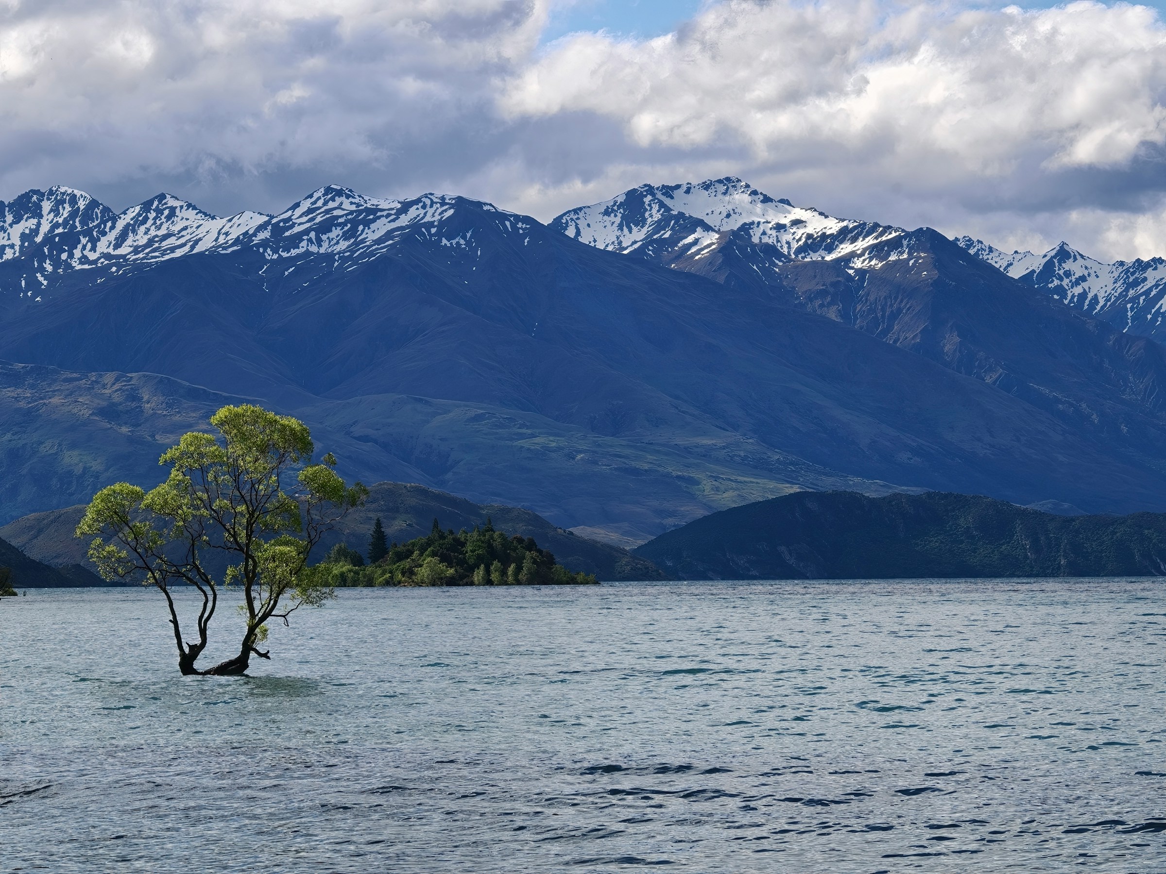 Wānaka Wānaka Tree