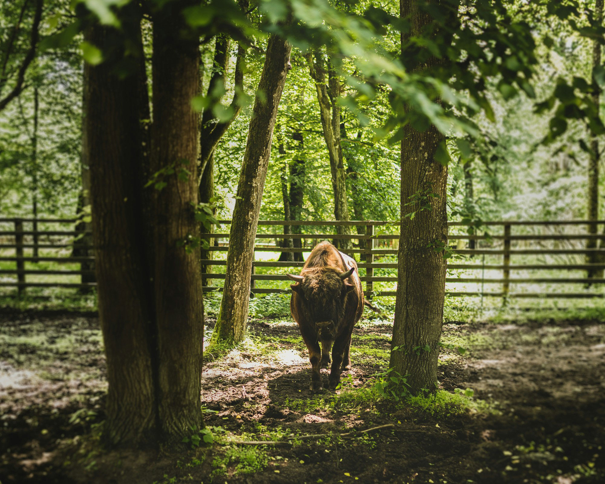 Białowieża Forest Bison in Białowieża Forest