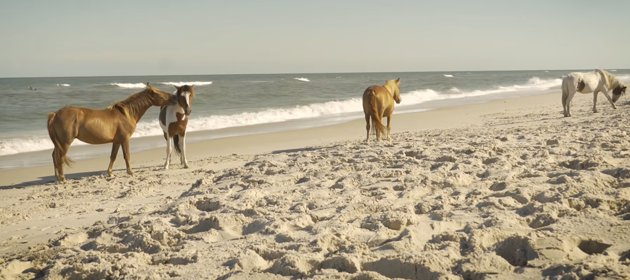 Comporta wild horses at comporta