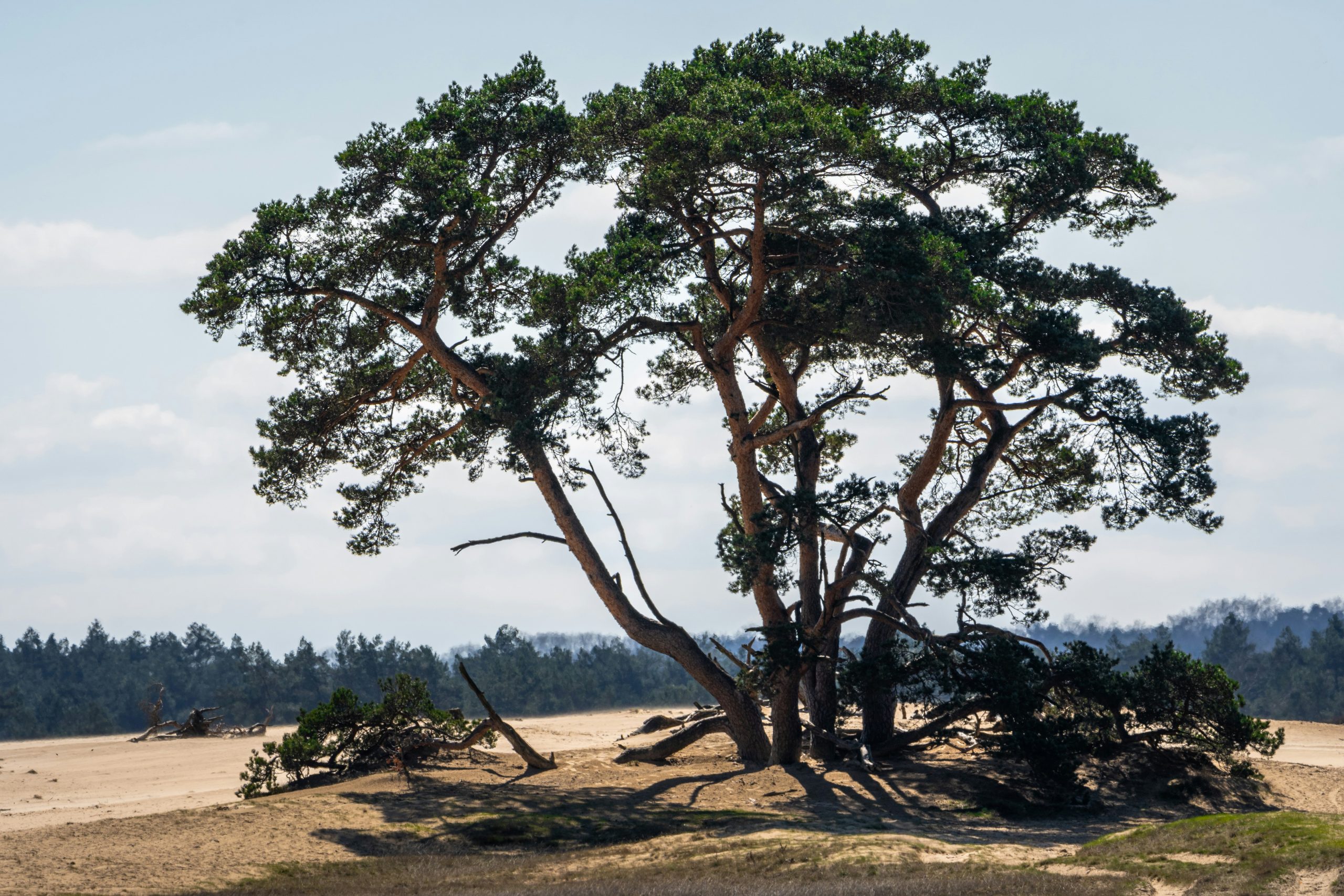 Hoge Veluwe A couple of three at Hoge Veluwe National Park