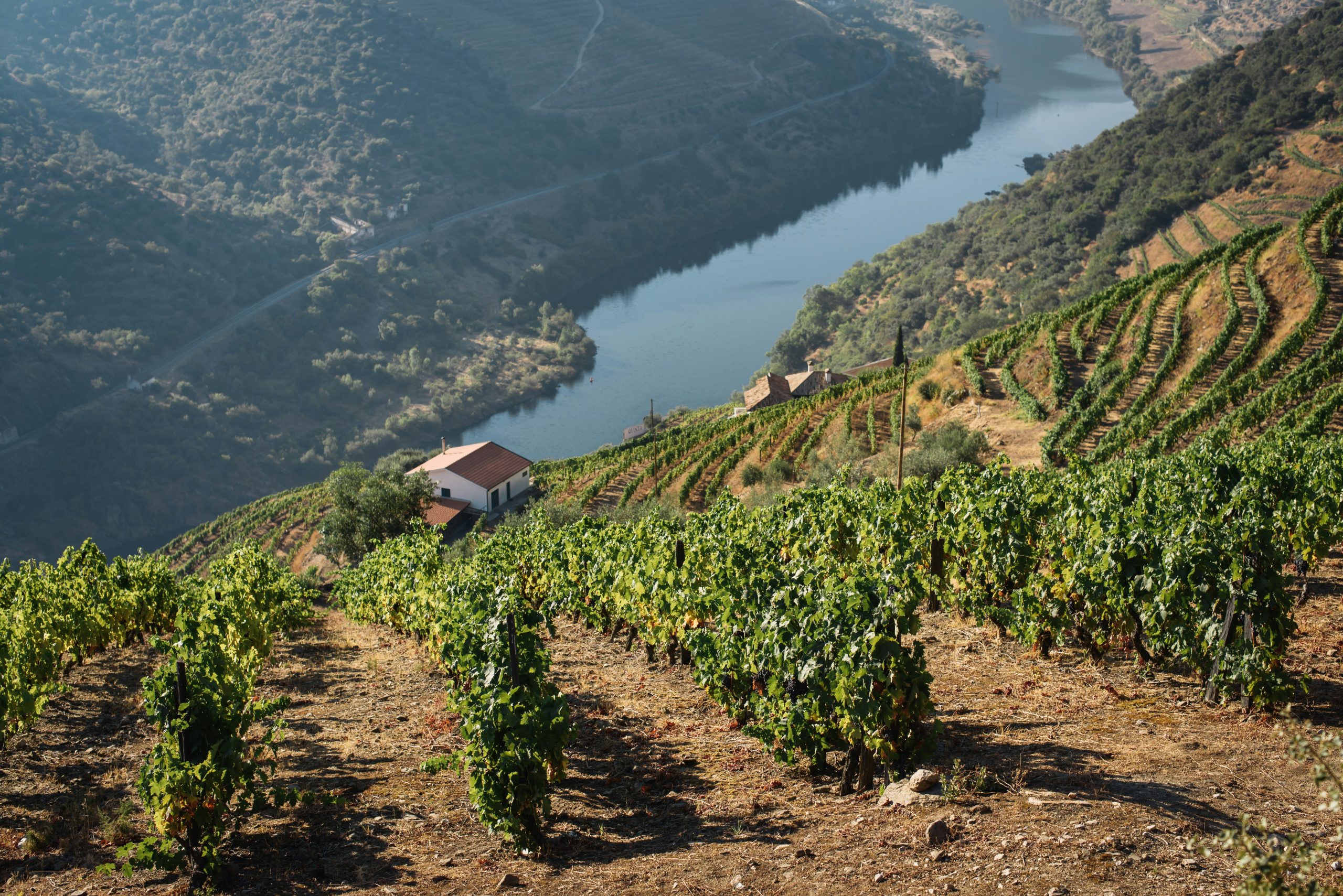 Douro Valley vineyards at Douro Valley
