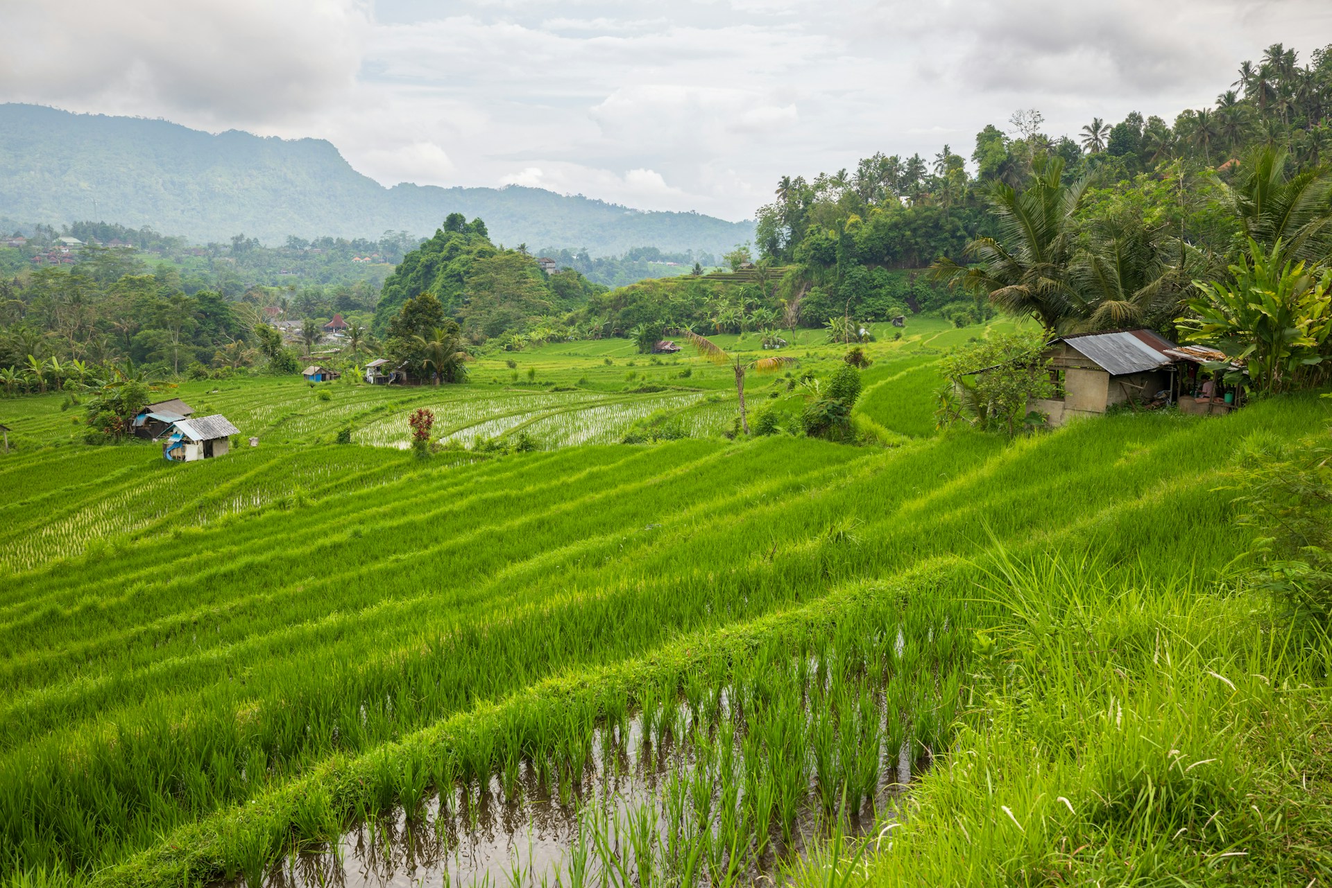 Indonesia A quiet rice terrace in Sidemen in Indonesia