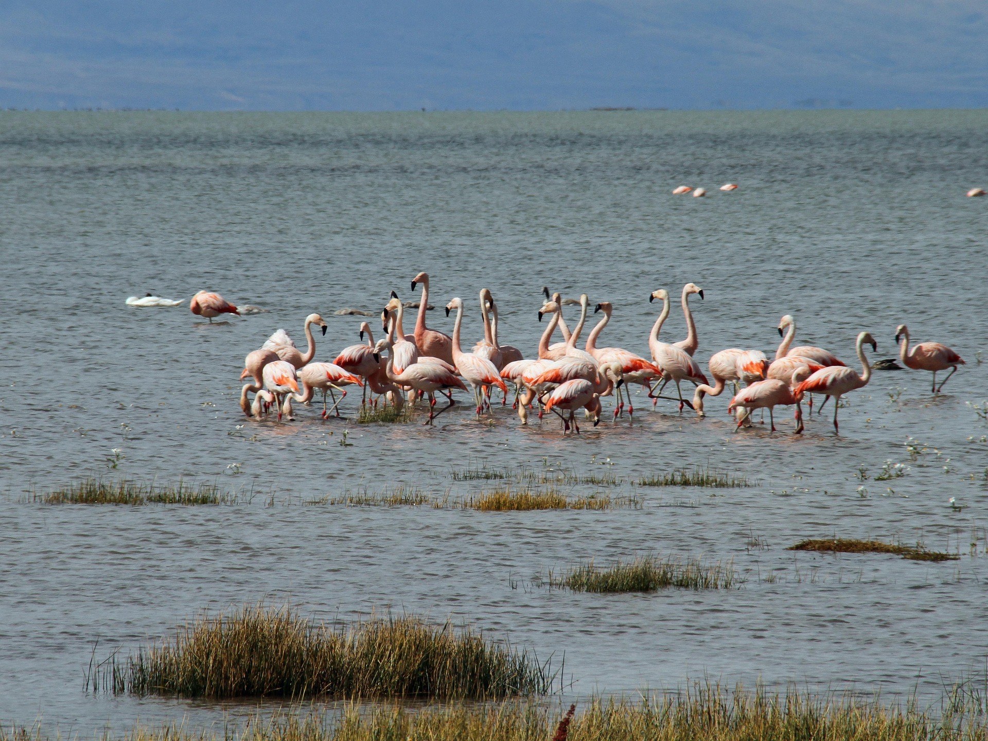 El Calafate Patagonian flamingo near El Calafate