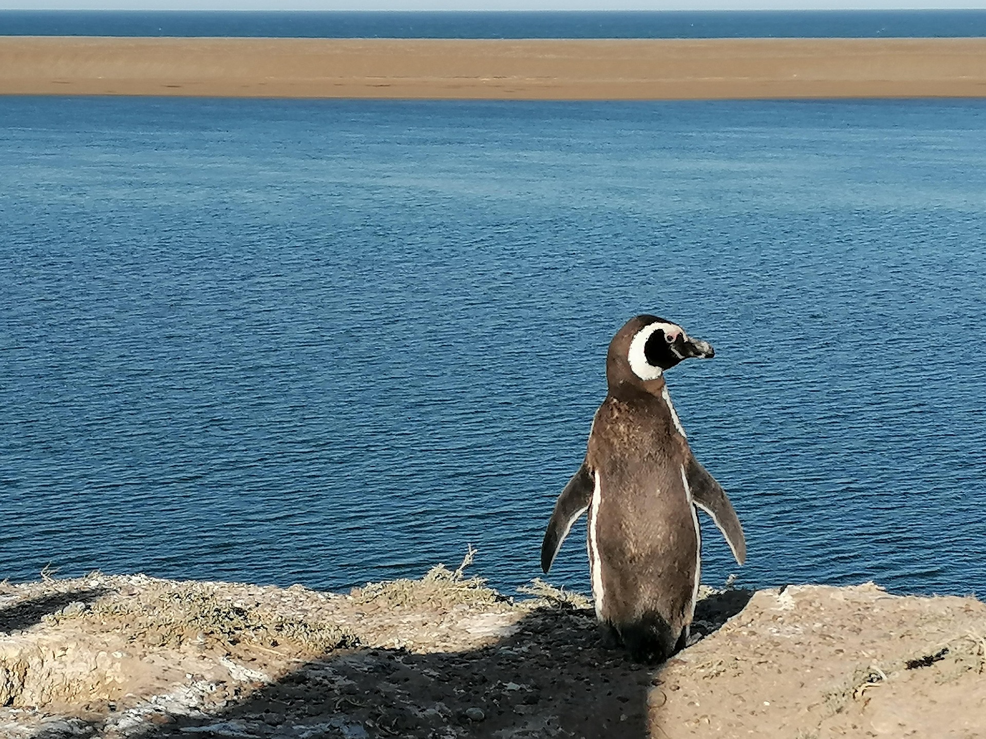 Península Valdés Magellanic penguin in Península Valdés