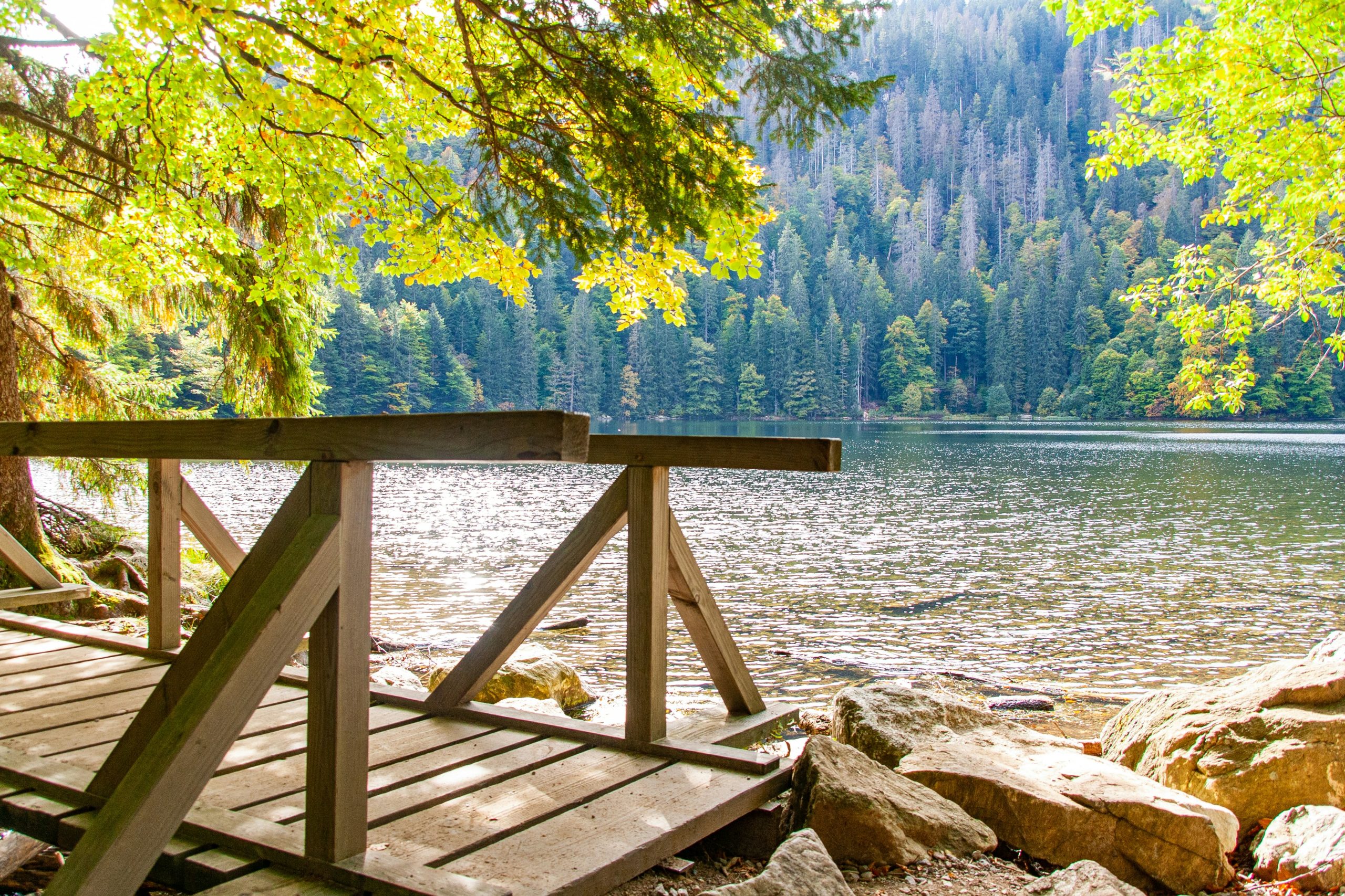 Black Forest Lake in the black forest