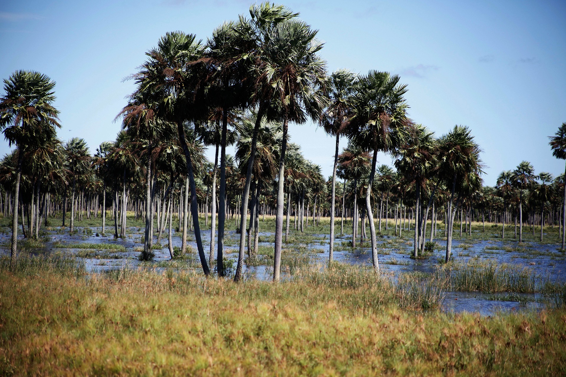 Chaco palm savanna / seasonal wetland in Filadelfia and the Chaco