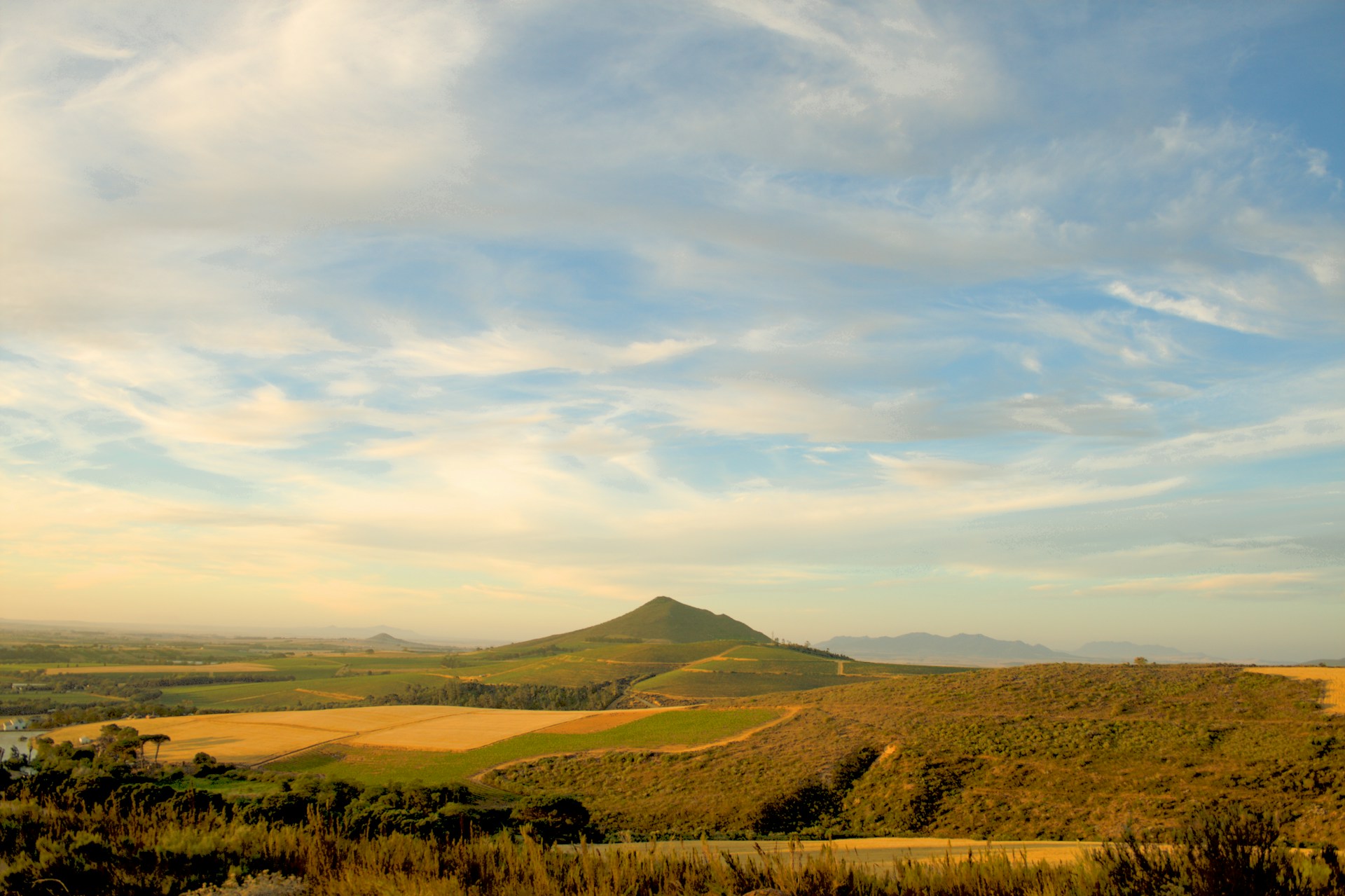 Rows of vines with mountains beyond in Cape Winelands, Stellenbosch vineyard Rows of vines with mountains beyond in Cape Winelands, Stellenbosch vineyard