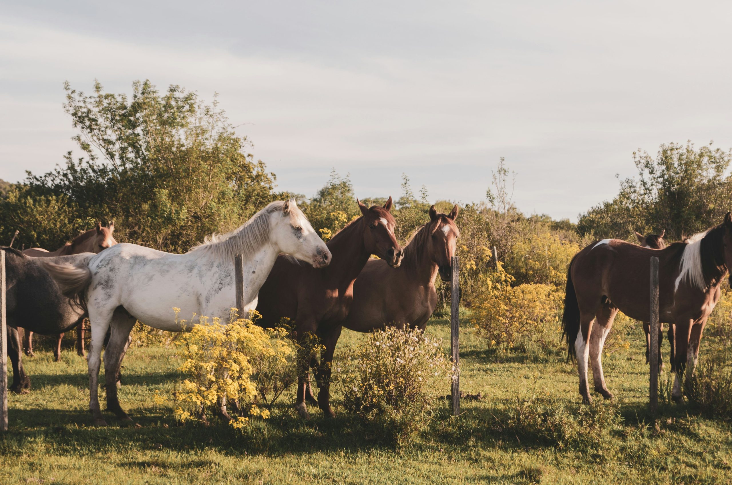 Horses in Tacuarembo
