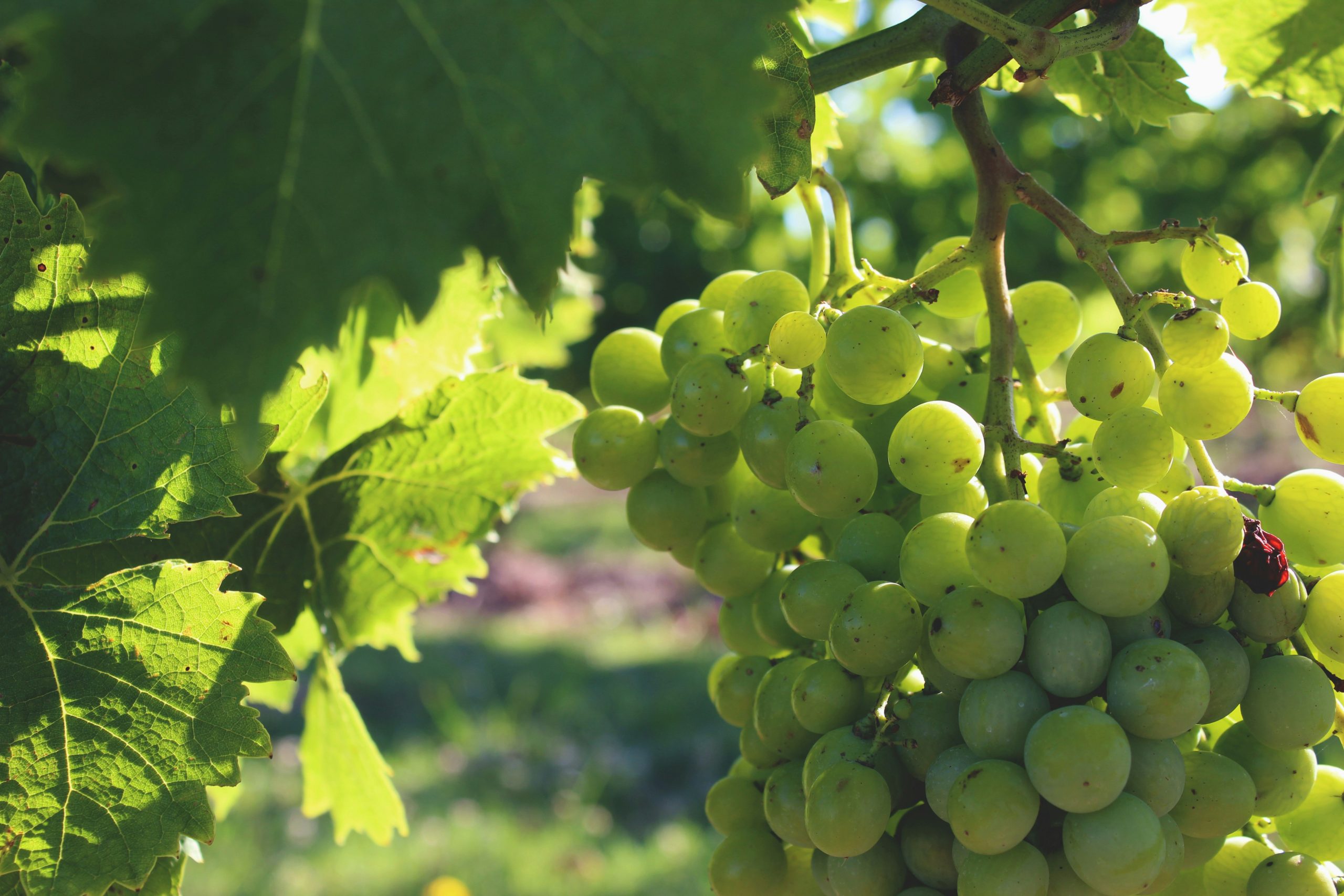 vineyard in carmelo