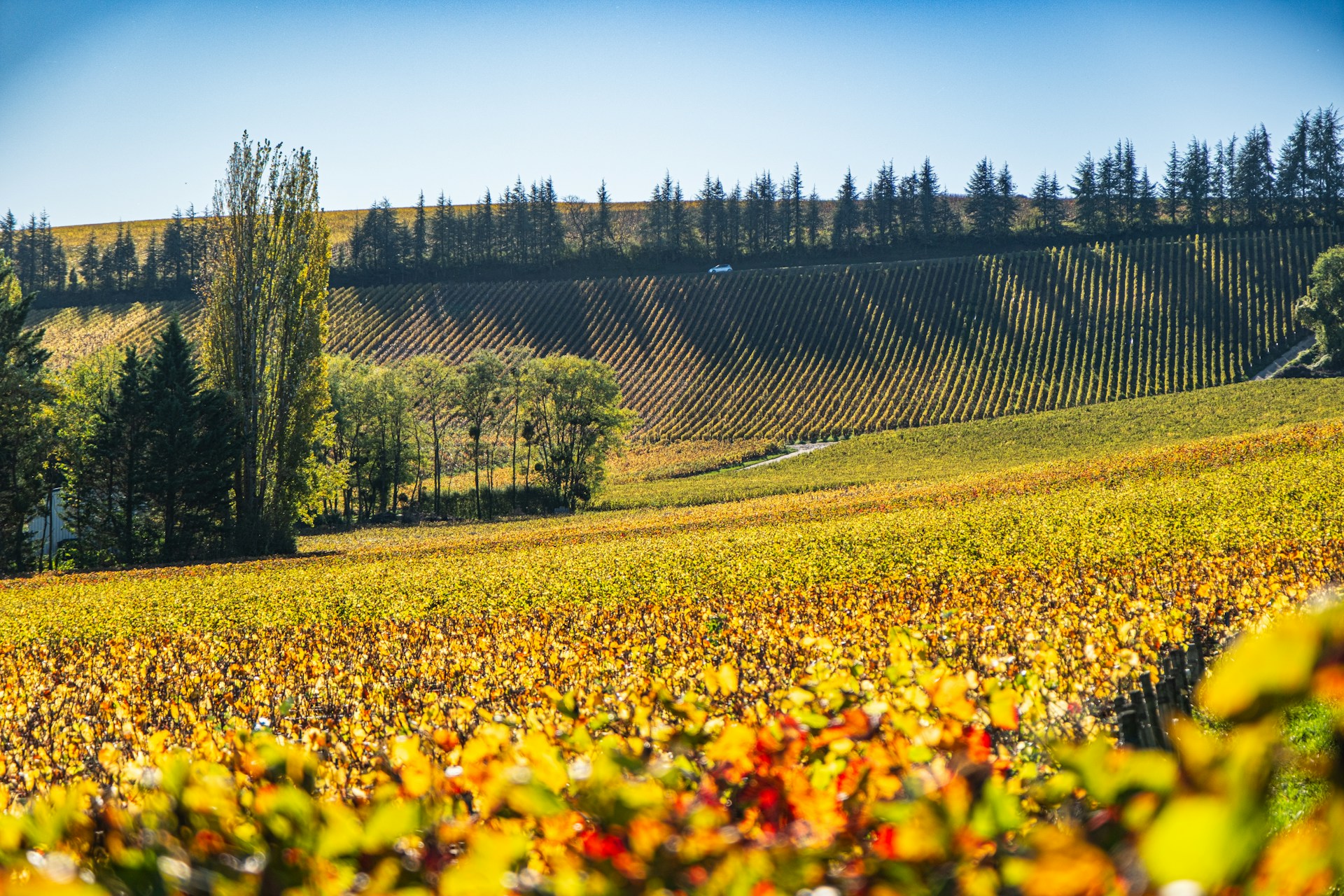 Sancerre vineyards in autumn in The Loire Valley, France