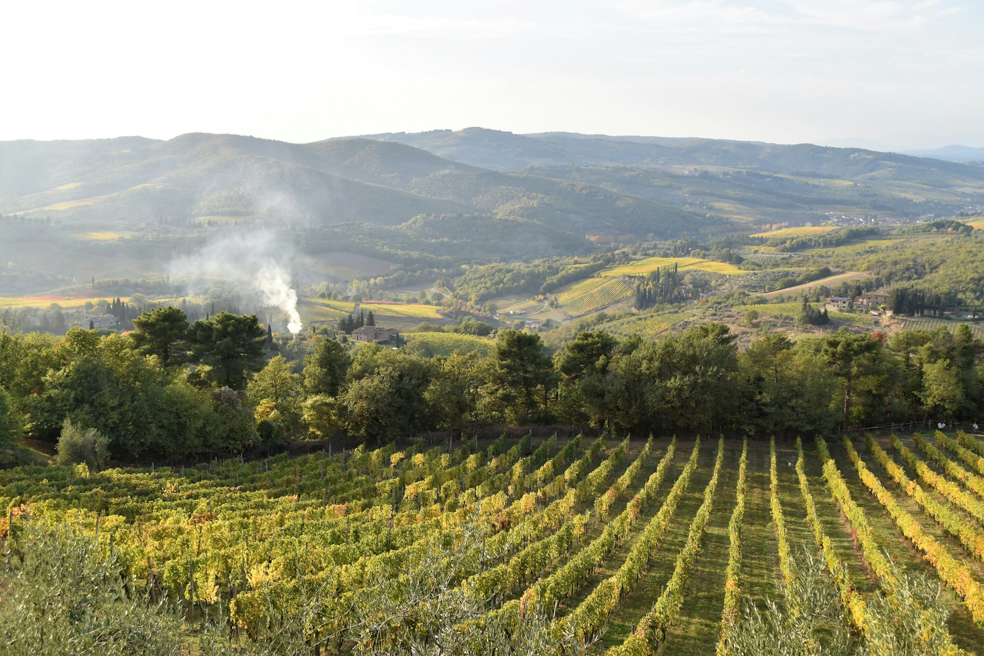 Greve in Chianti vineyards in Tuscany, Italy