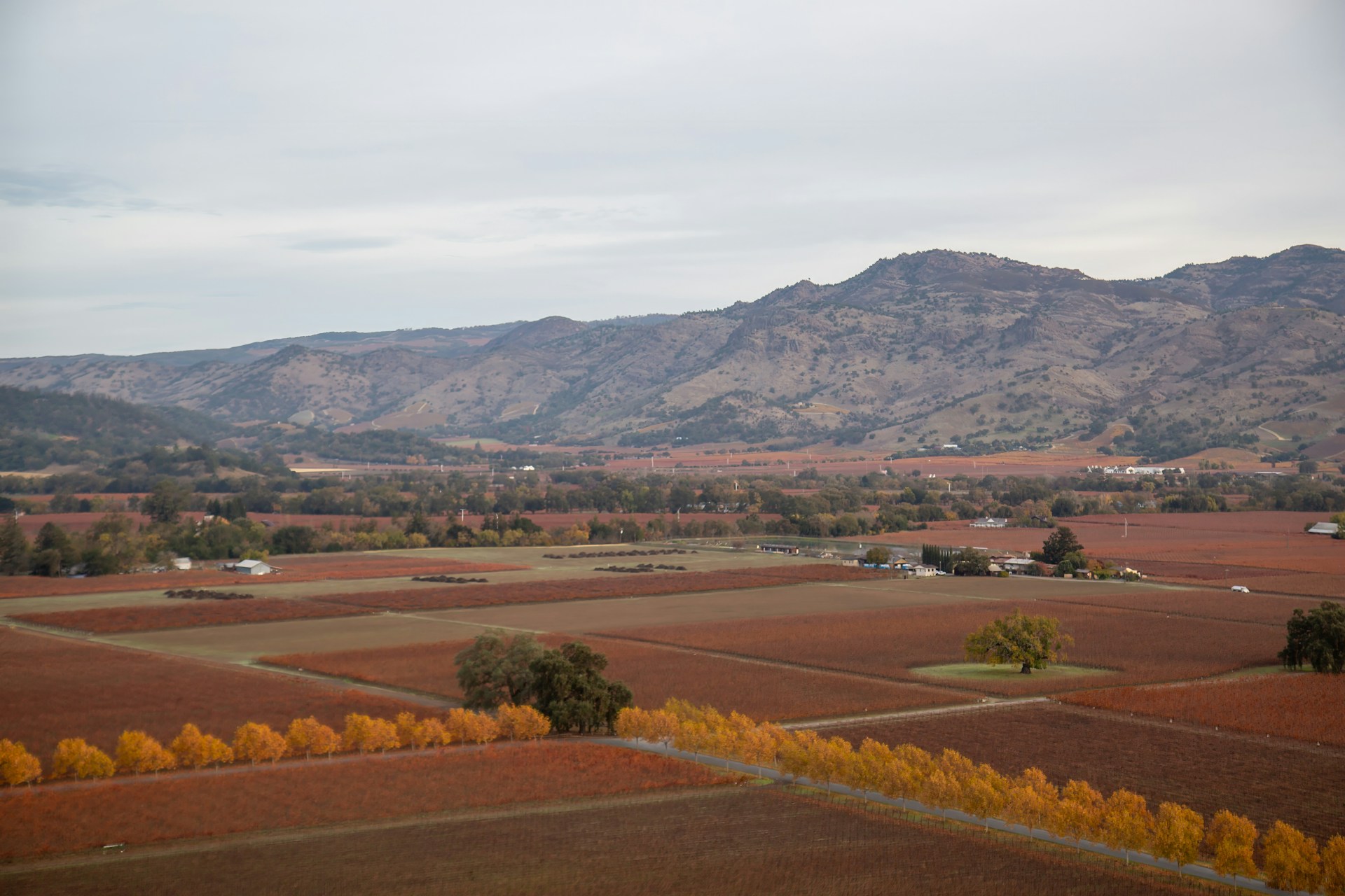 Oak Knoll District vineyards in Napa Valley during autumn