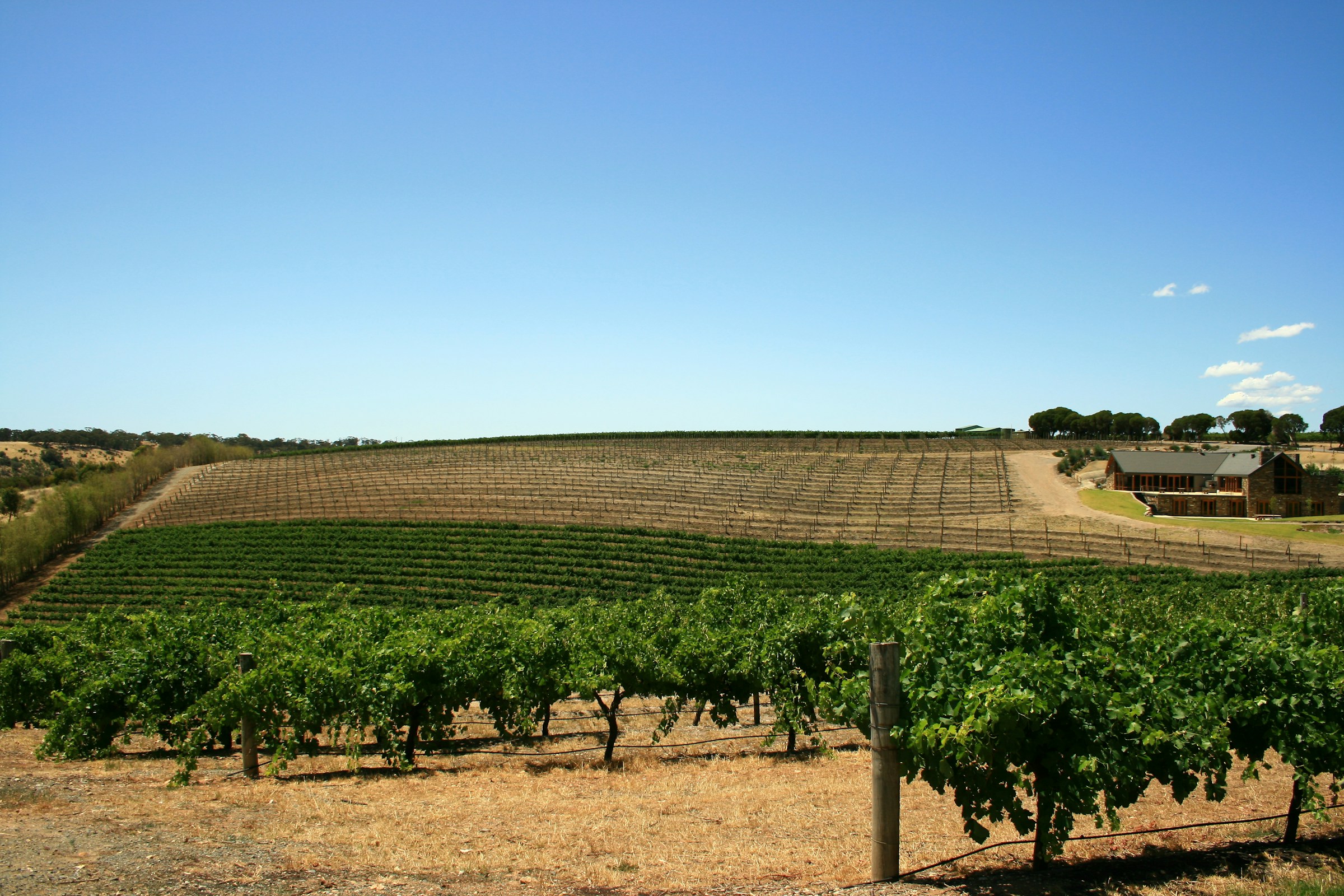 vineyards of Barossa Valley