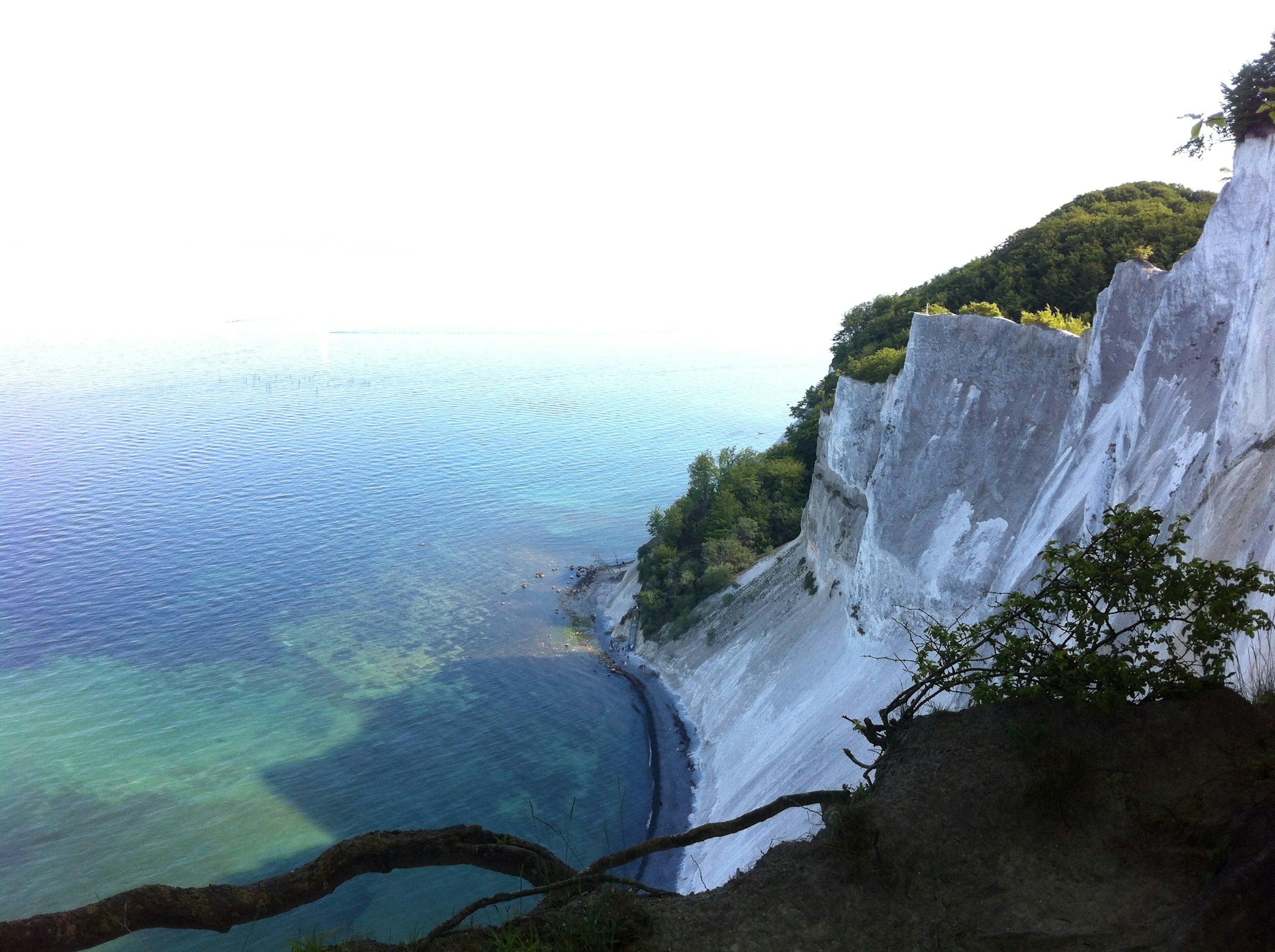 white chalk cliffs in Møns Klint
