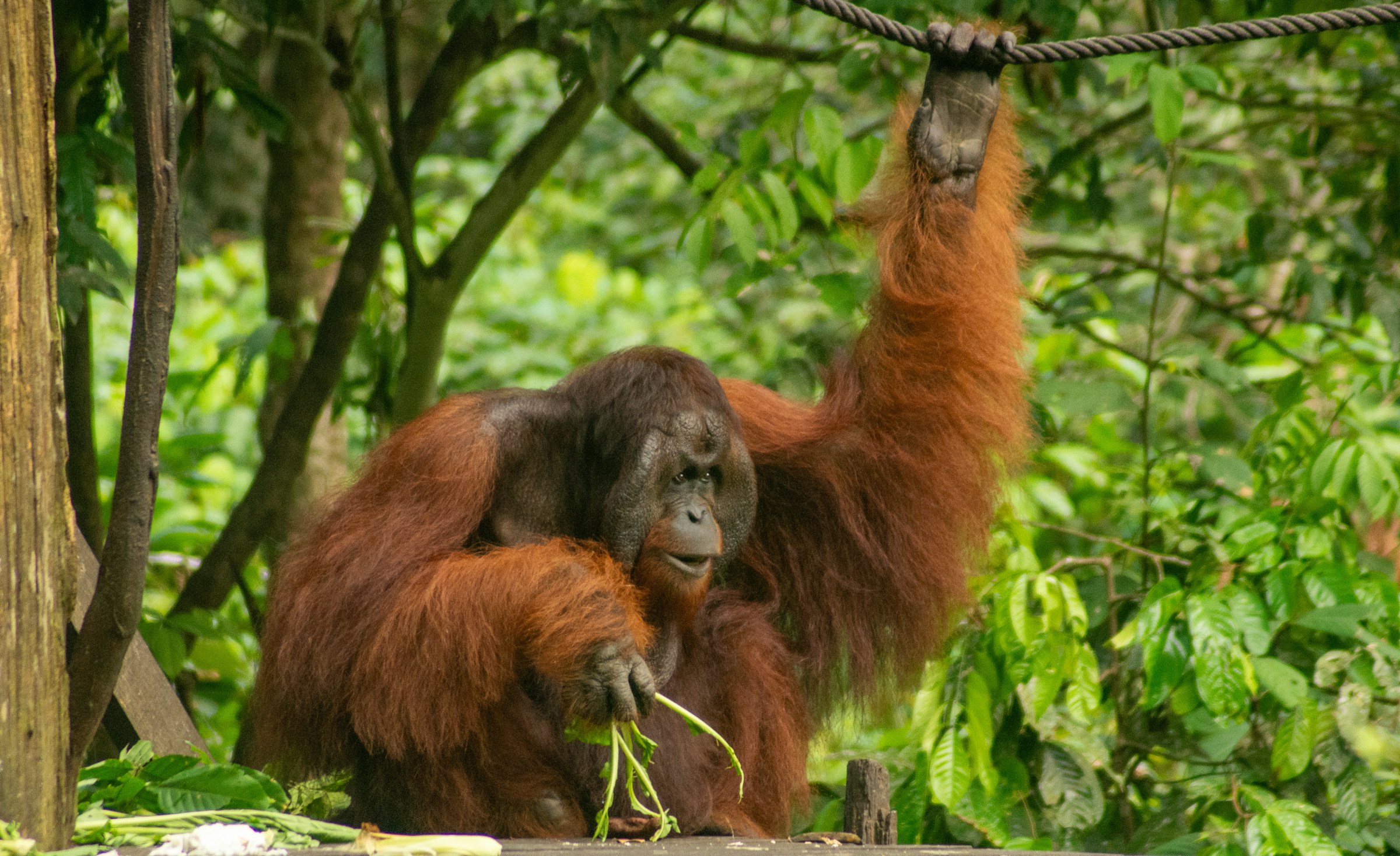 orangutan in Sandakan & Borneo Wildlife