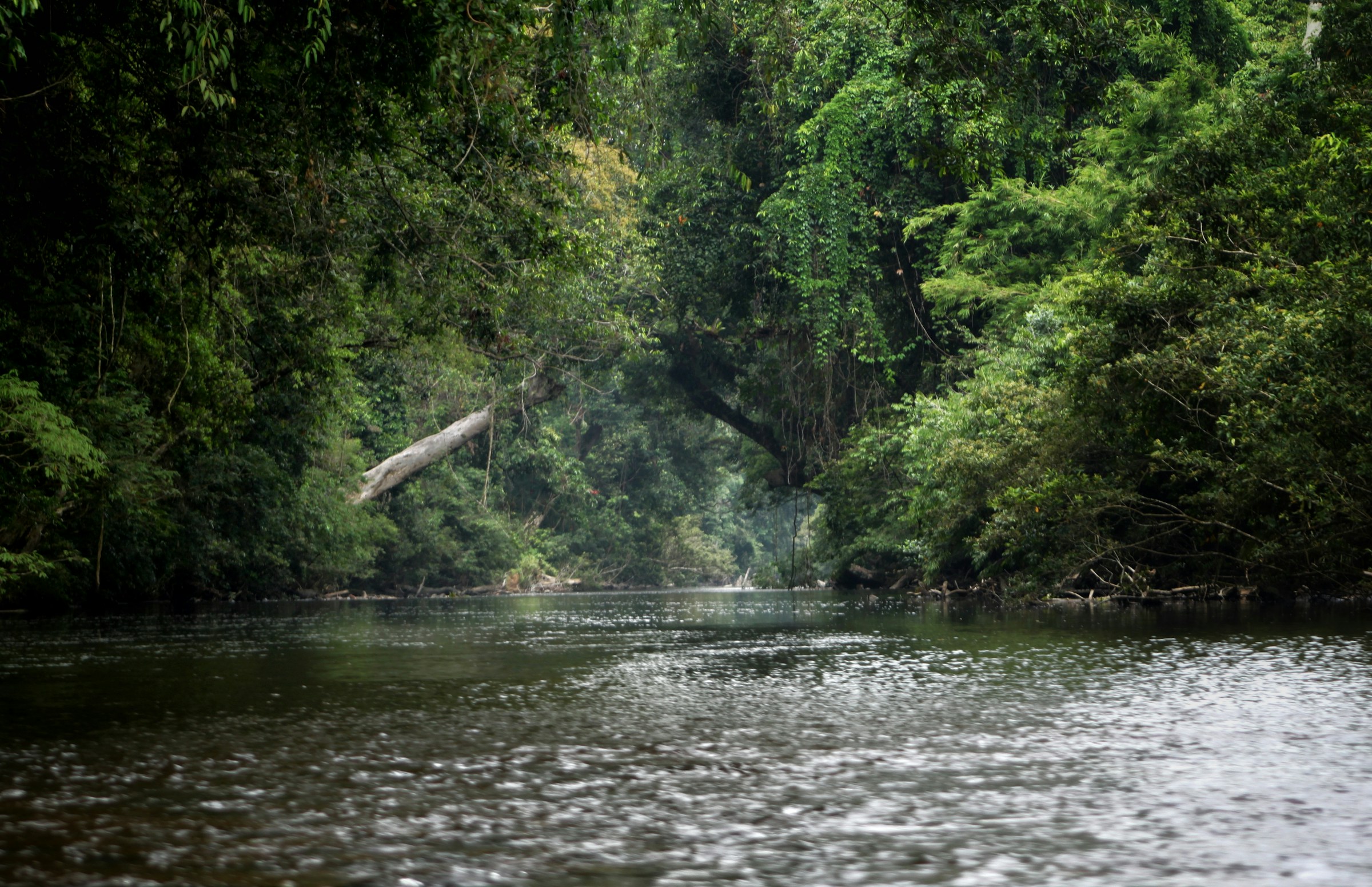 Taman Negara river