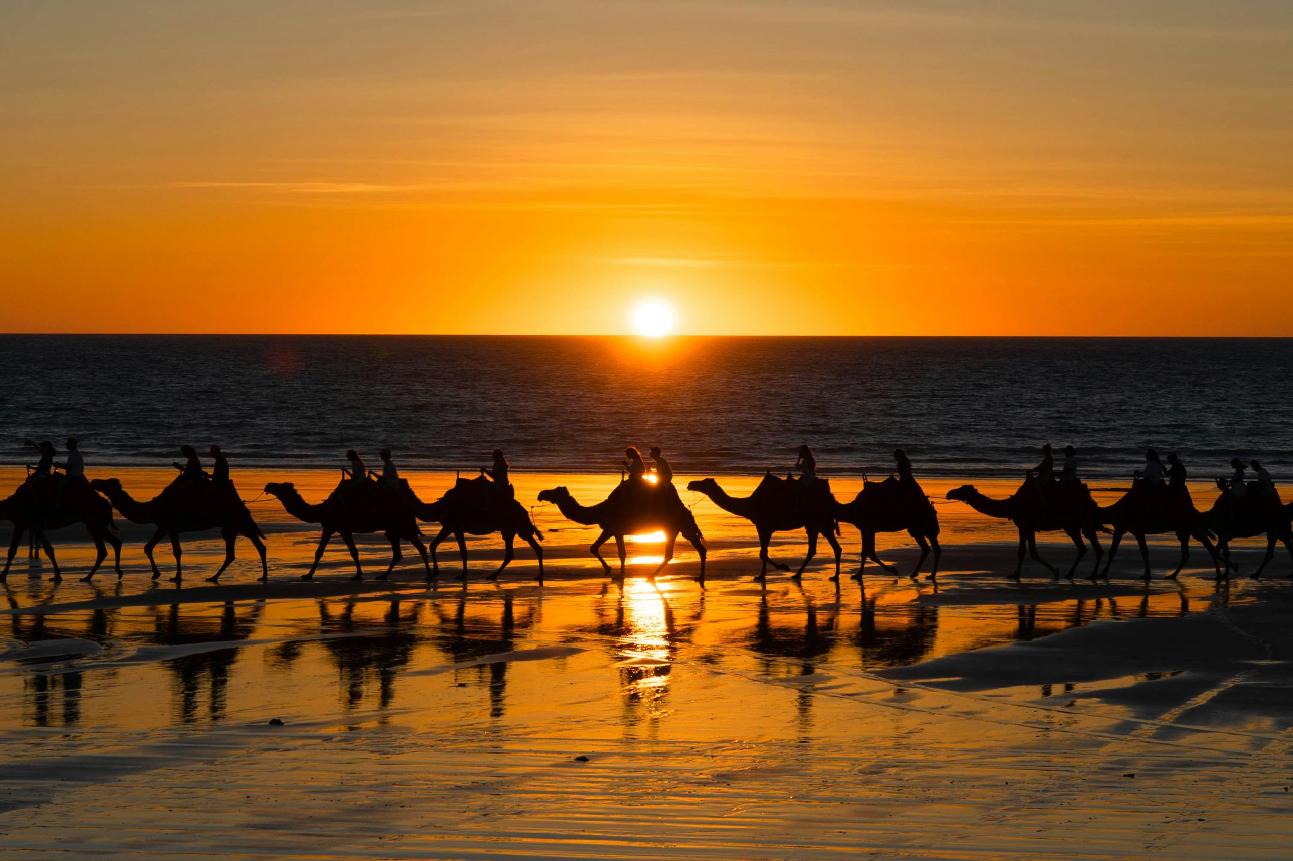 Iconic camels in cable beach sunset
