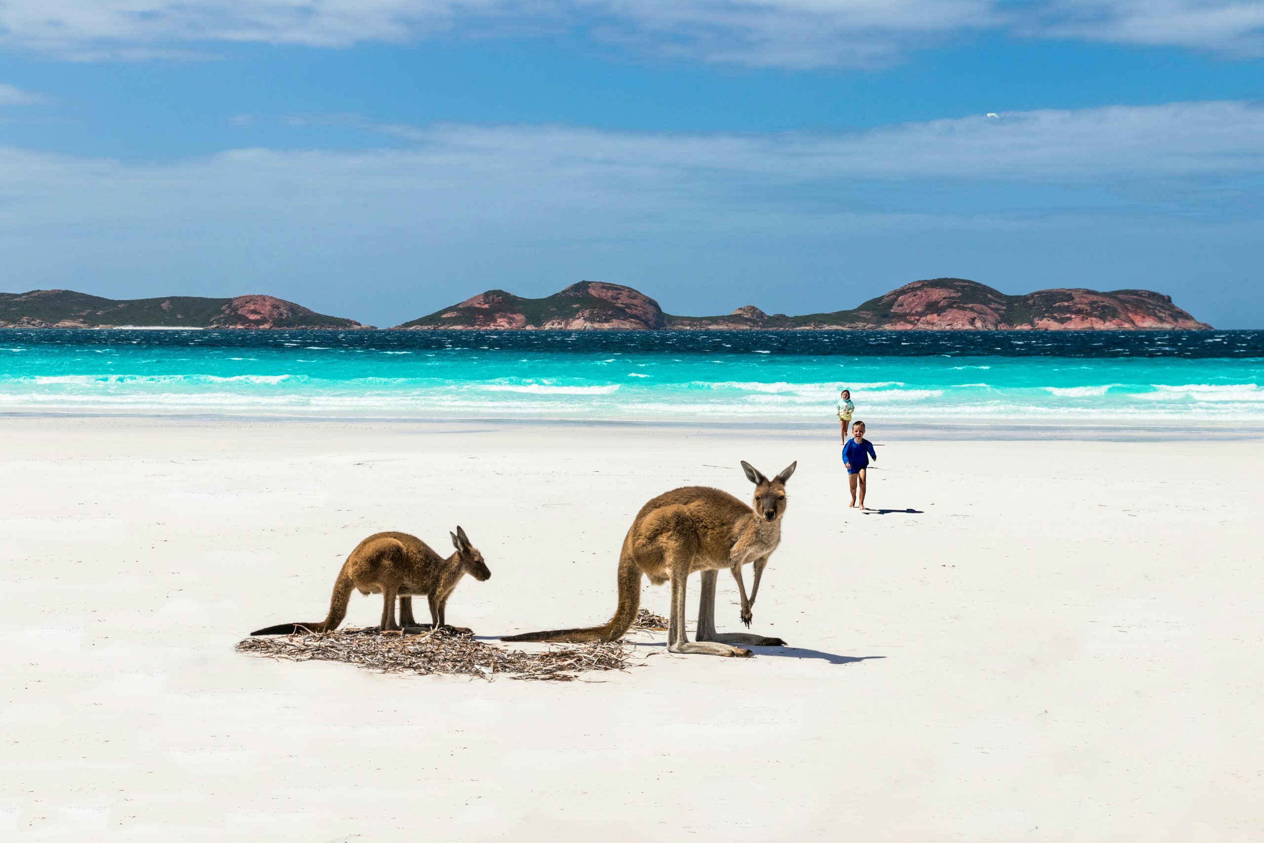 Kangaroos in Lukcy bay beach