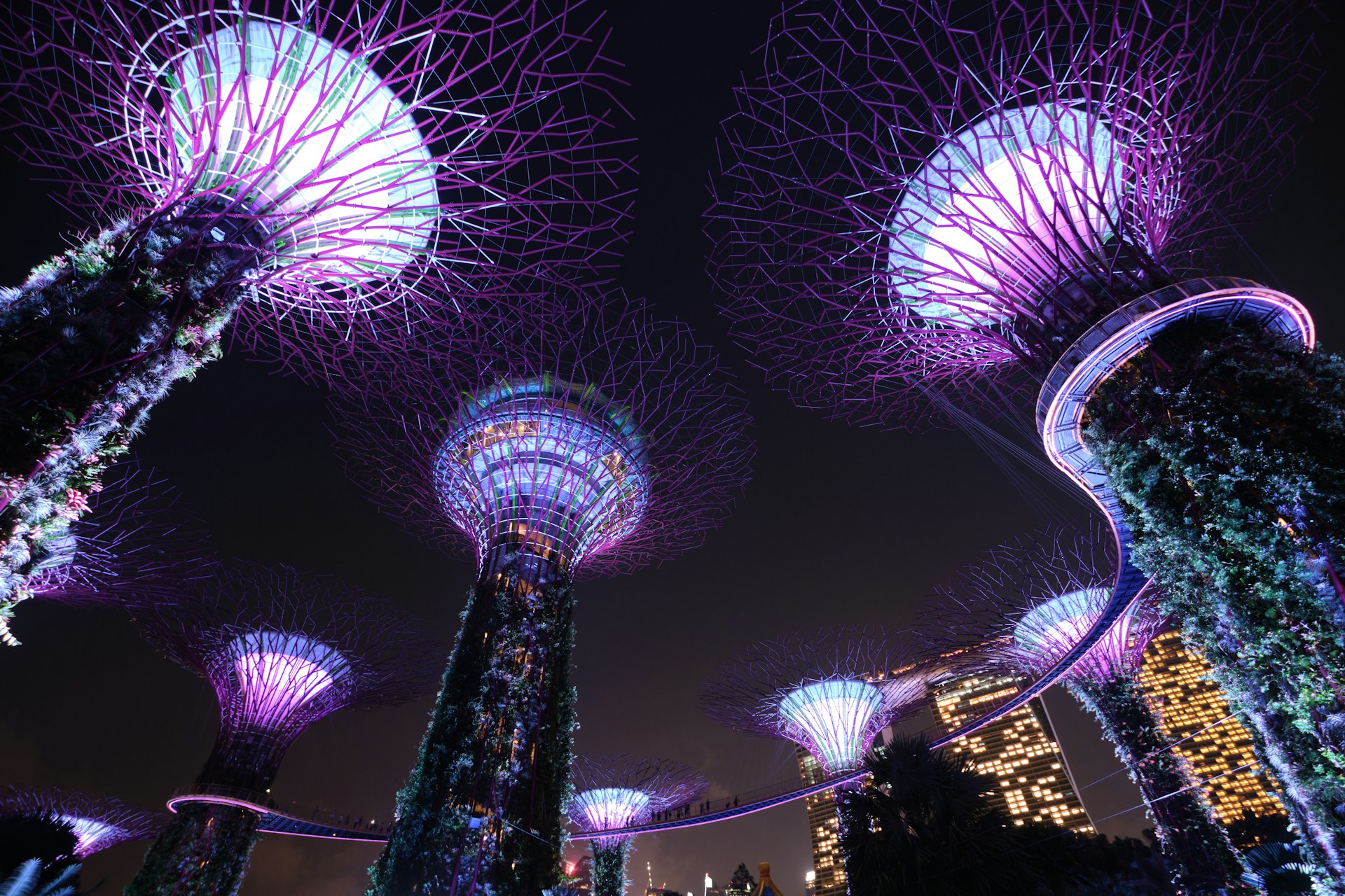 Gardens by the Bay Supertrees lit up at night