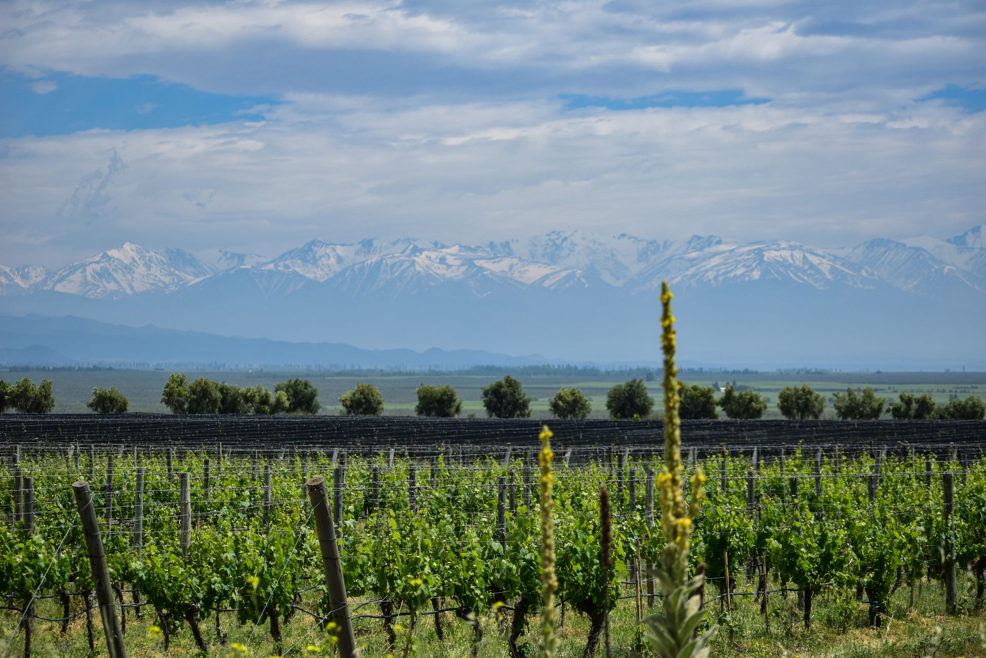 Lush vineyard rows in Tunuyán, Mendoza